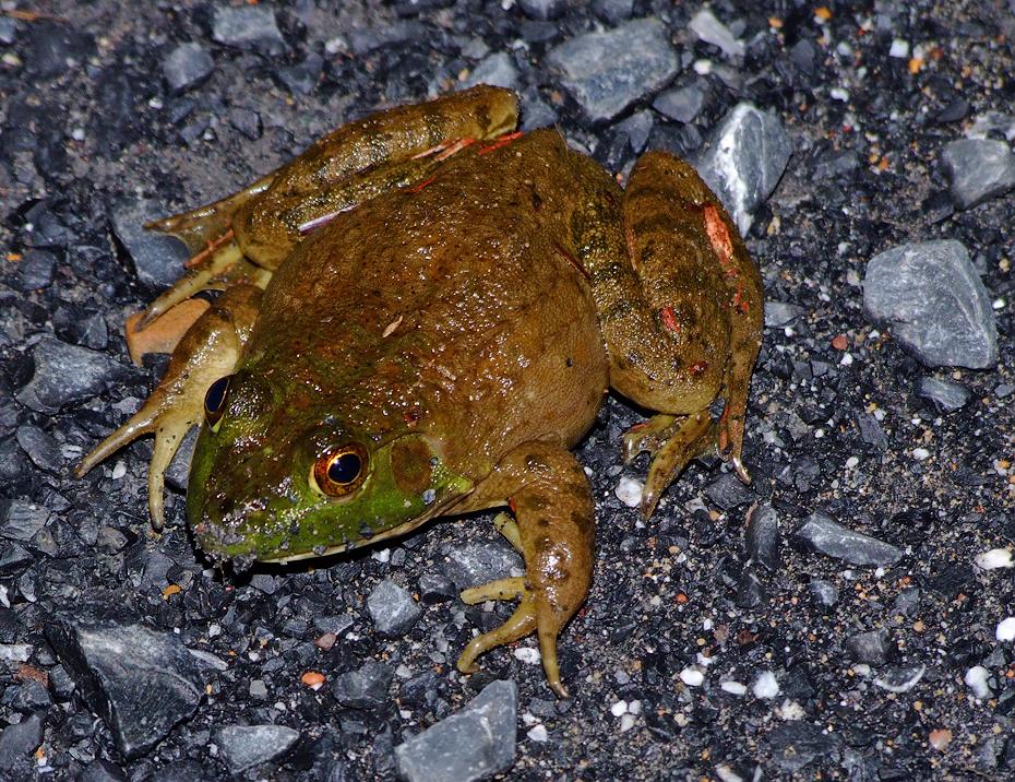 Frosch am Campingplatz, Staunton, VA