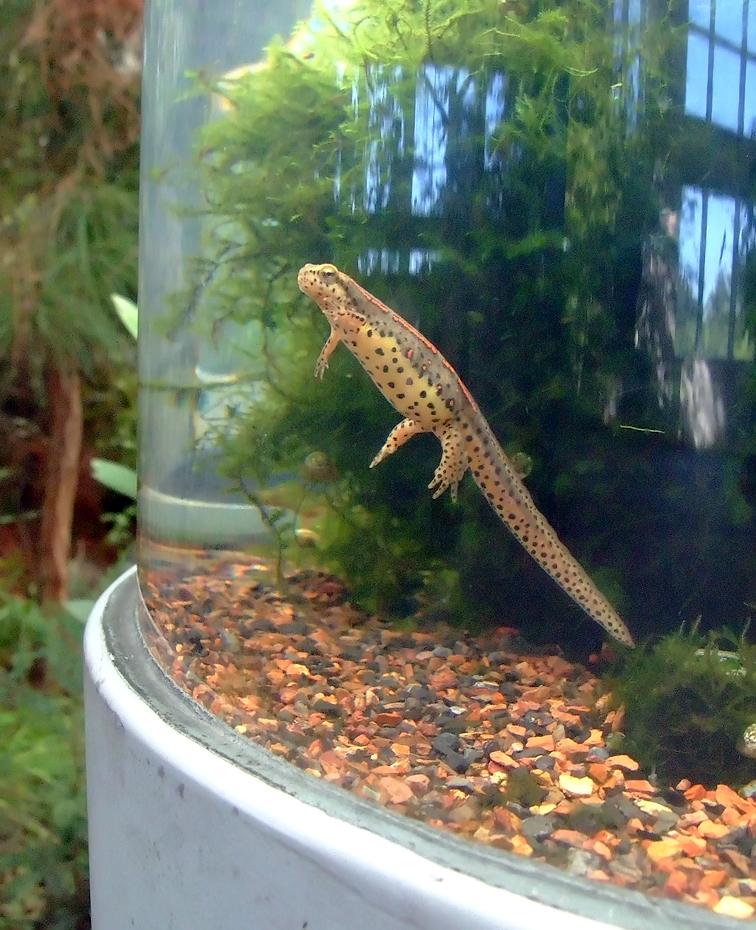 Vieh im North Carolina Aquarium, Wilmington, NC