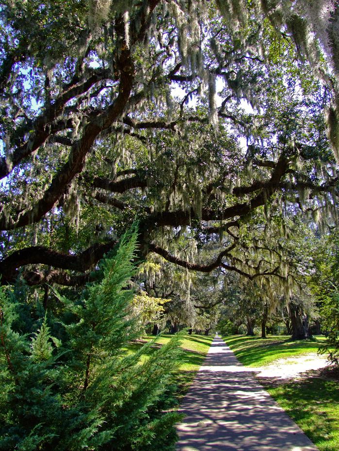 Alley of Live Oaks, Brookgreen Gardens, SC