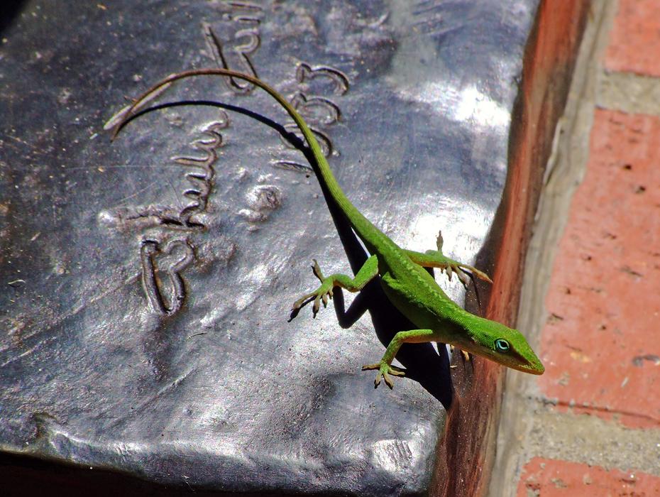 Freche Eidechse, Brookgreen Gardens, SC