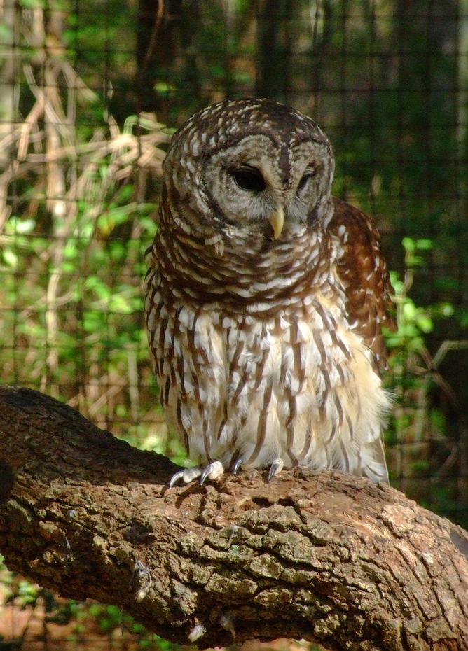 Kauz, Brookgreen Gardens, SC
