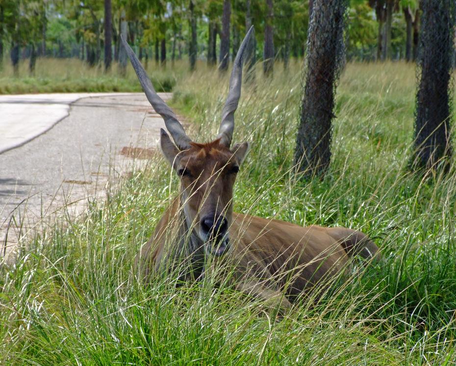 Gemütliches Hornvieh im Lion Country Safari Park, West Palm Beach, FL