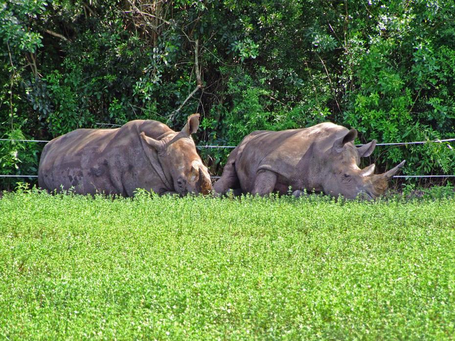 Nashörner im Lion Country Safari Park, West Palm Beach, FL