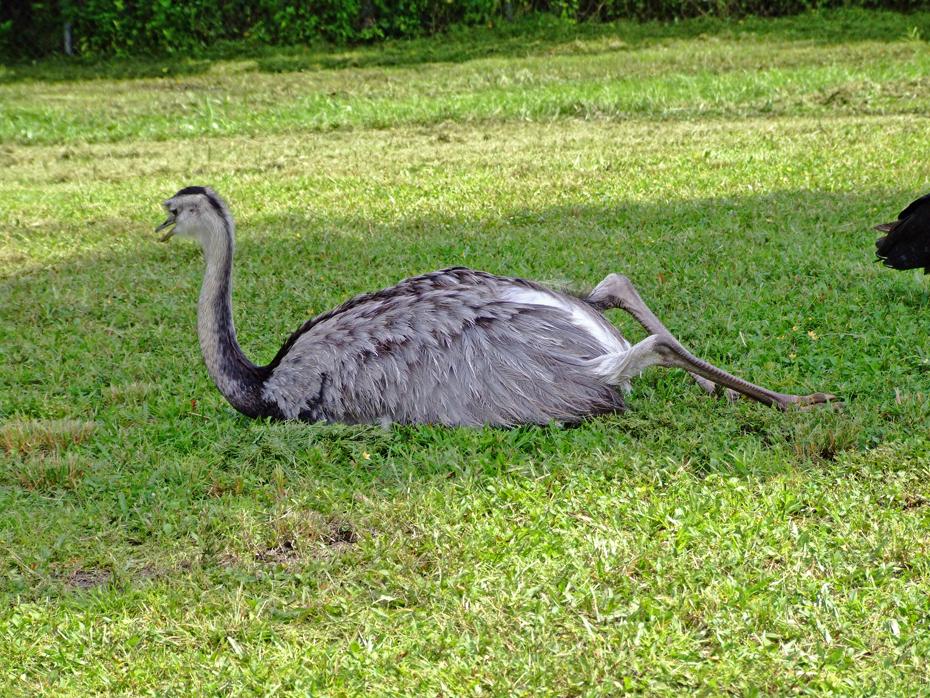 Ruhender EMU beim Kühlen, Lion Country Safari Park, West Palm Beach, FL