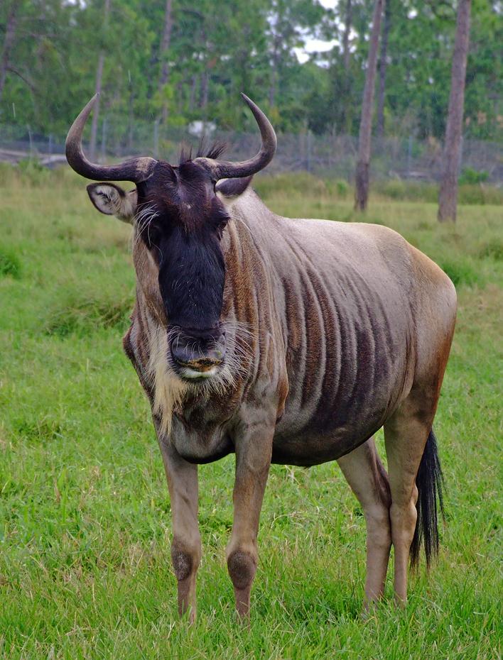 Gnu im Lion Country Safari Park, West Palm Beach, FL