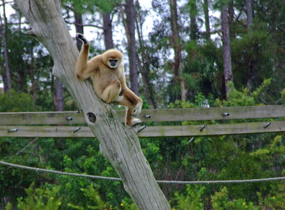 Weißhand-Gibbon im Lion Country Safari Park, West Palm Beach, FL
