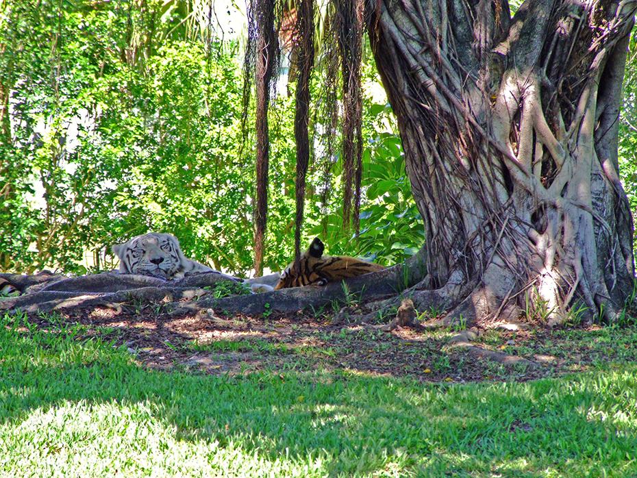 Tiger im Miami Zoo, Miami, FL
