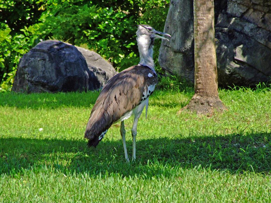 Vogel mit Thermoproblemen, Miami Zoo, Miami, FL