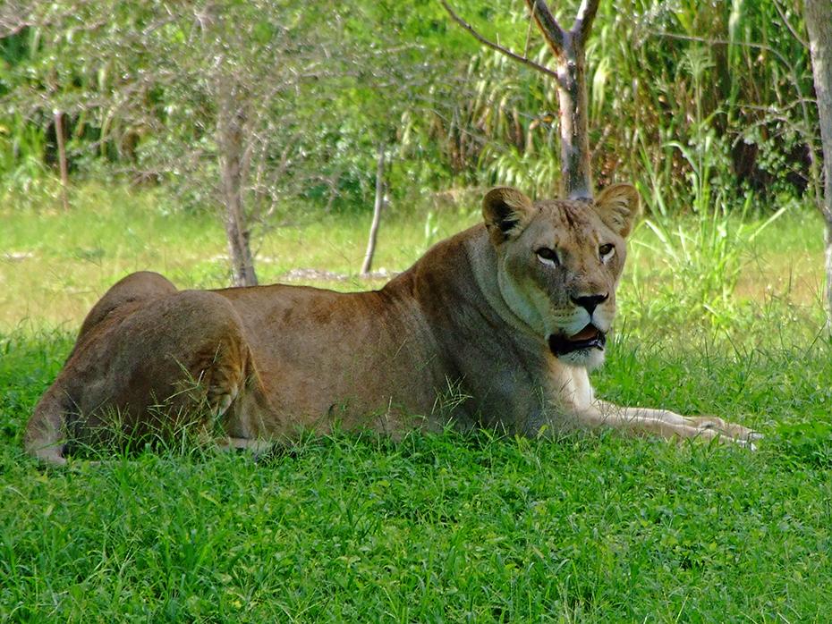 Löwe im Miami Zoo, Miami, FL