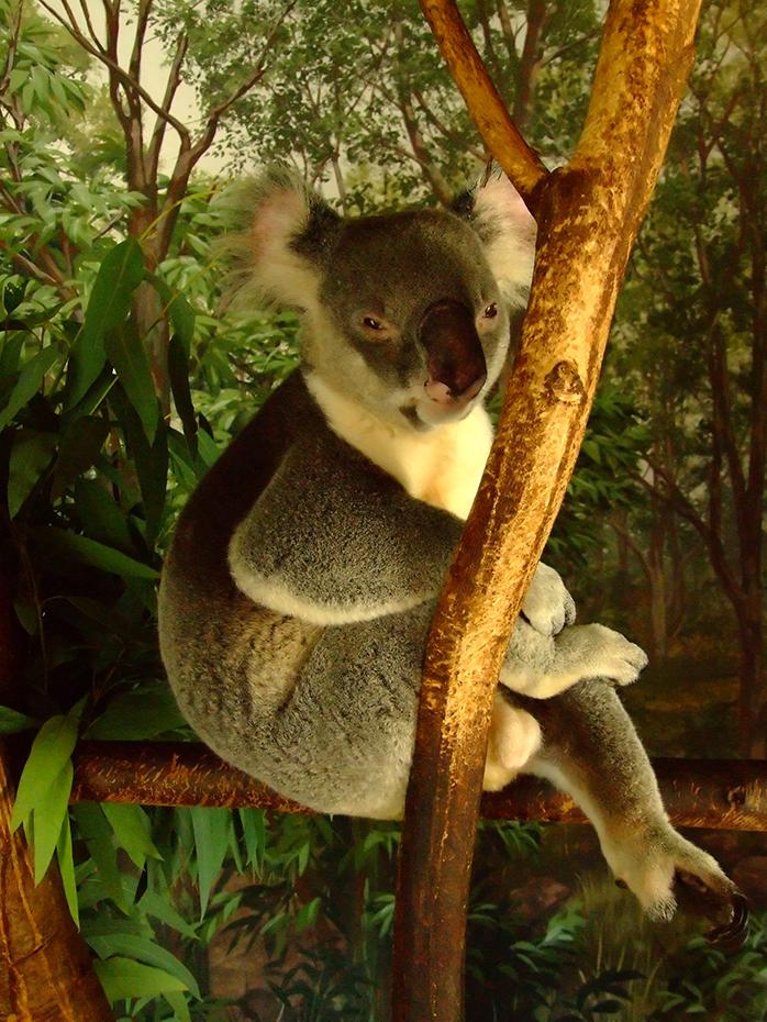 Koala im Miami Zoo, Miami, FL