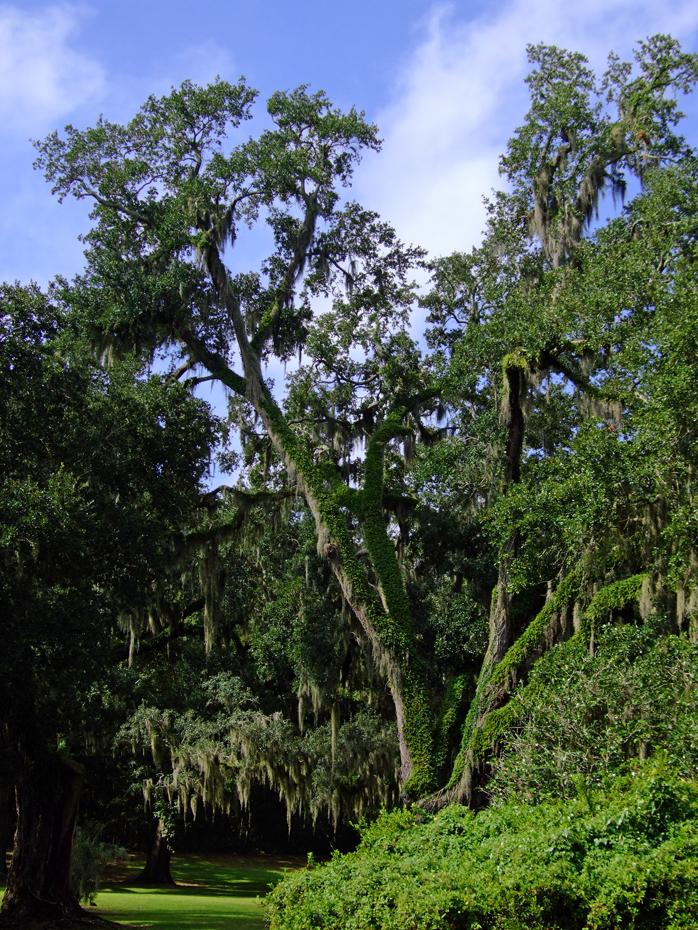 Eichenwald auf Avery Island, LA