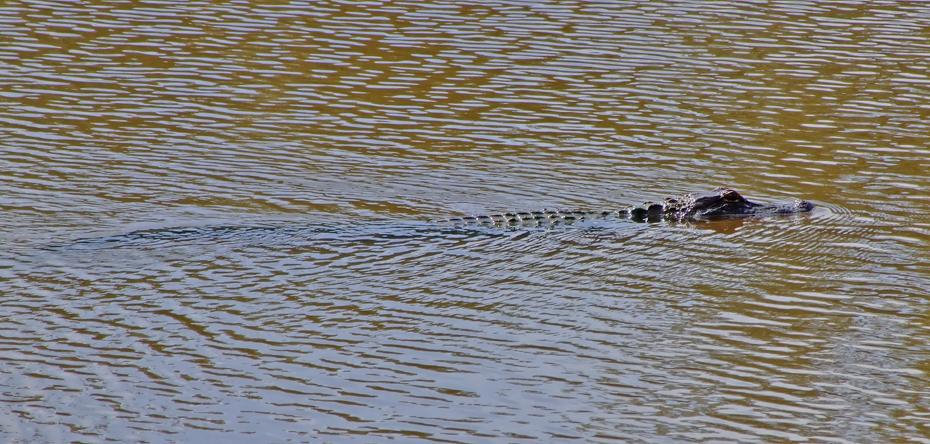 Noch ein Alligator im Jungle Garden, Avery Island, LA