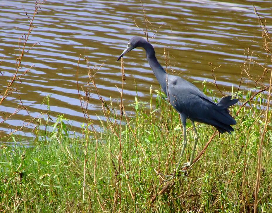 Vogel im Jungle Garden, Avery Island, LA