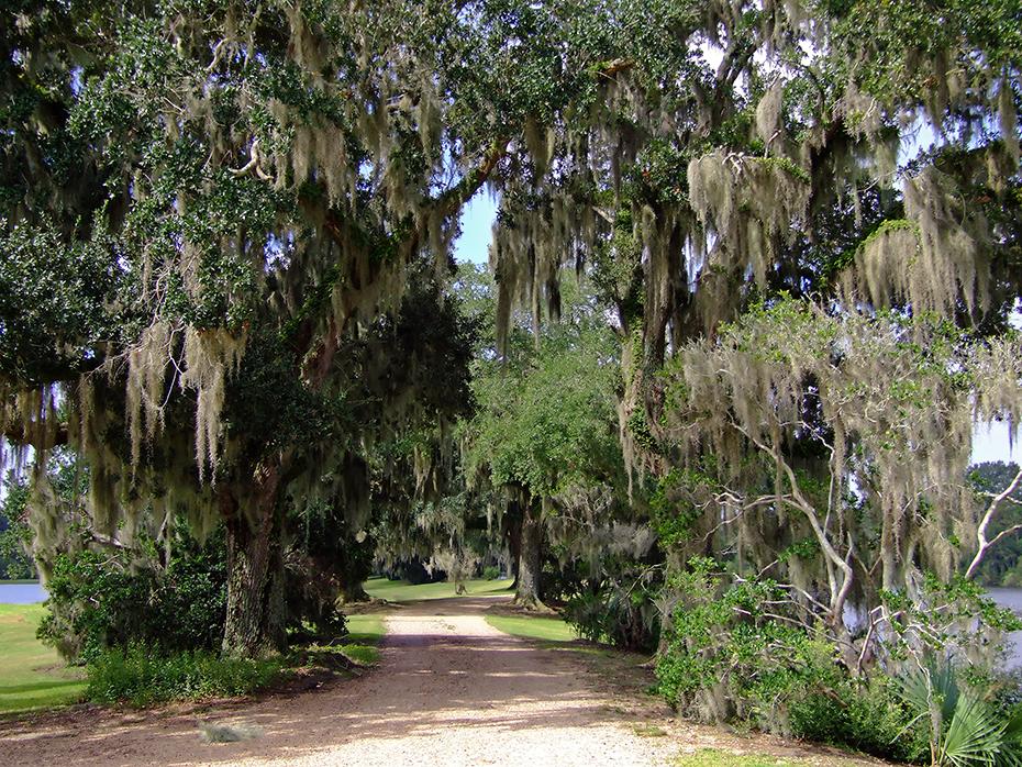 Spanish Moss, Jungle Garden, Avery Island, LA