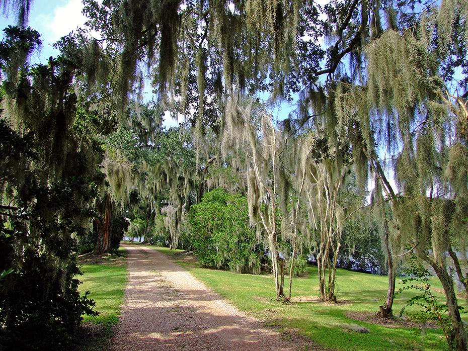 Noch mehr Spanish Moss im Jungle Garden, Avery Island, LA