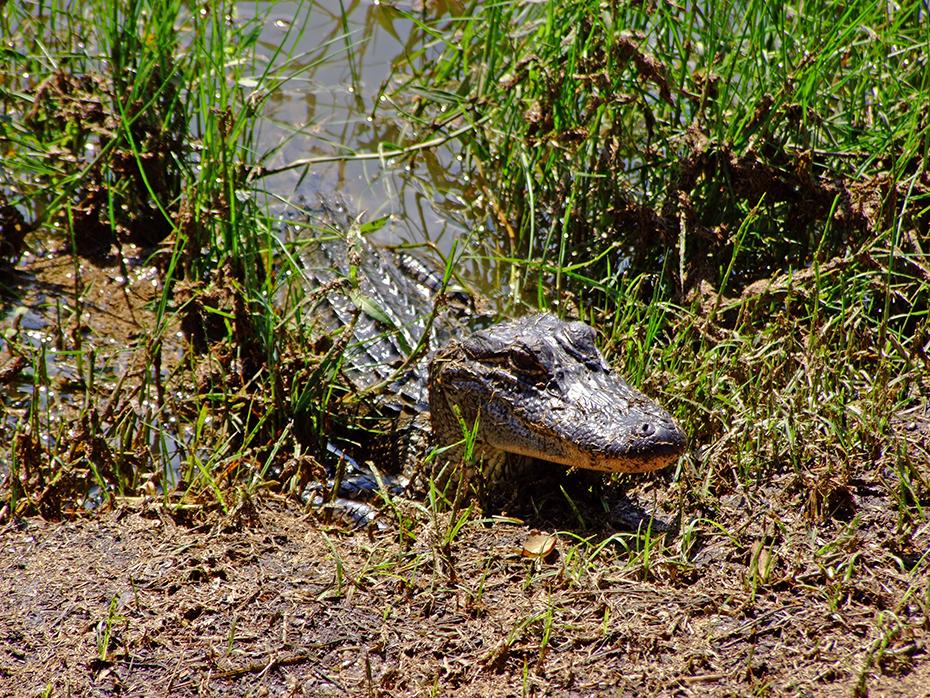 Bettelnder Alligator im Jungle Garden, Avery Island, LA