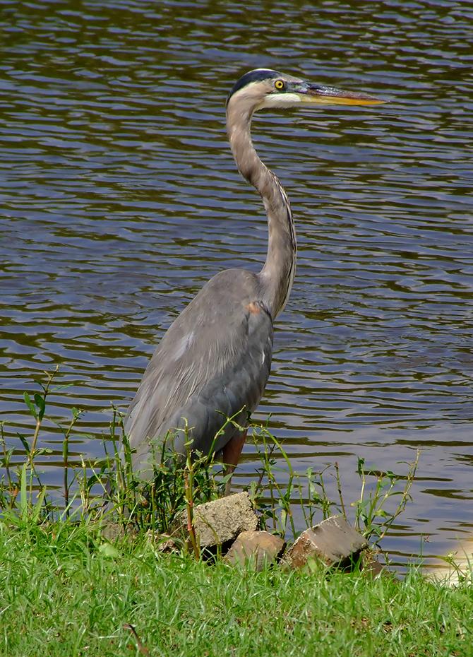 Reiher am Sprung, Jungle Garden, Avery Island, LA