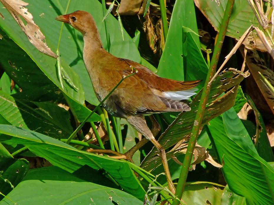 Sumpfhuhn in der Bird City, Jungle Garden, Avery Island, LA