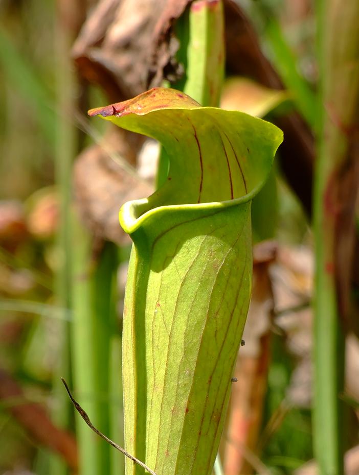 'Fleischfressende Pflanze', Big Thicket National Preserve, TX