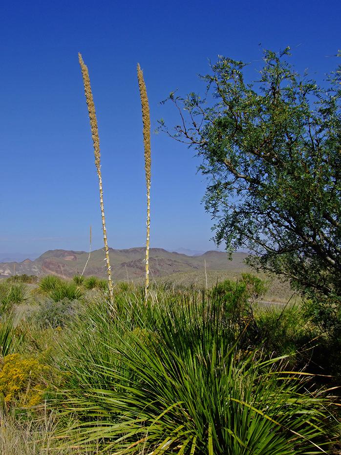 Blick von der Sotol Vista, Big Bend NP, TX