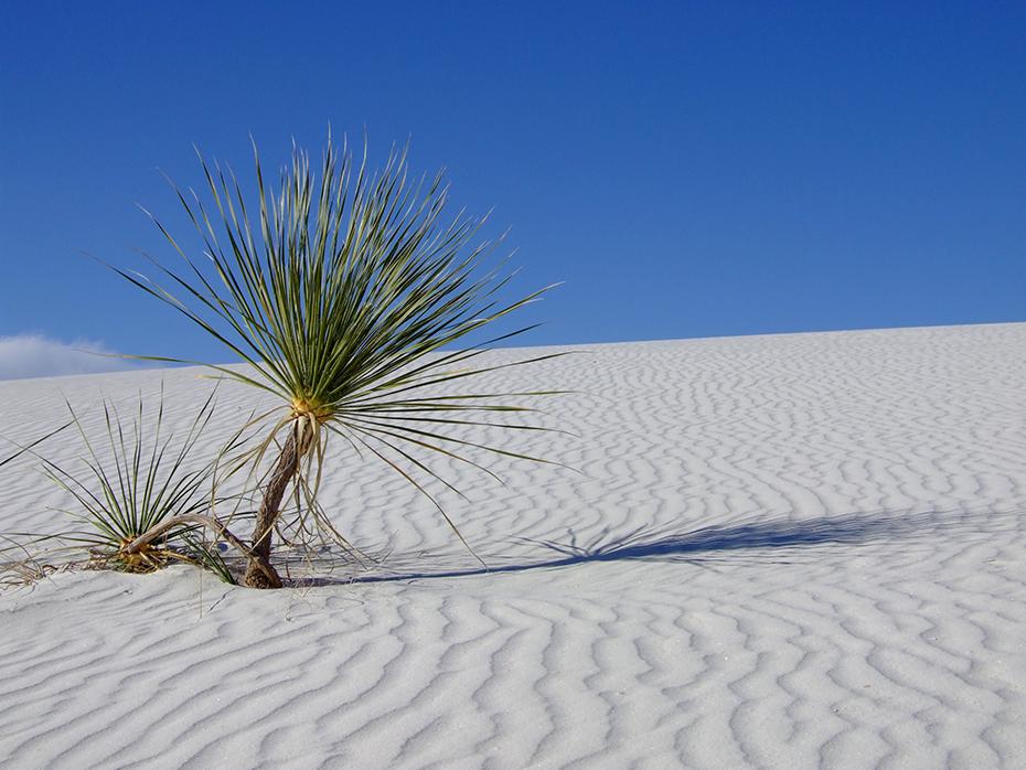 Bäumchen in der Abendsonne ganz allein in der Wüste, White Sands NM, NM