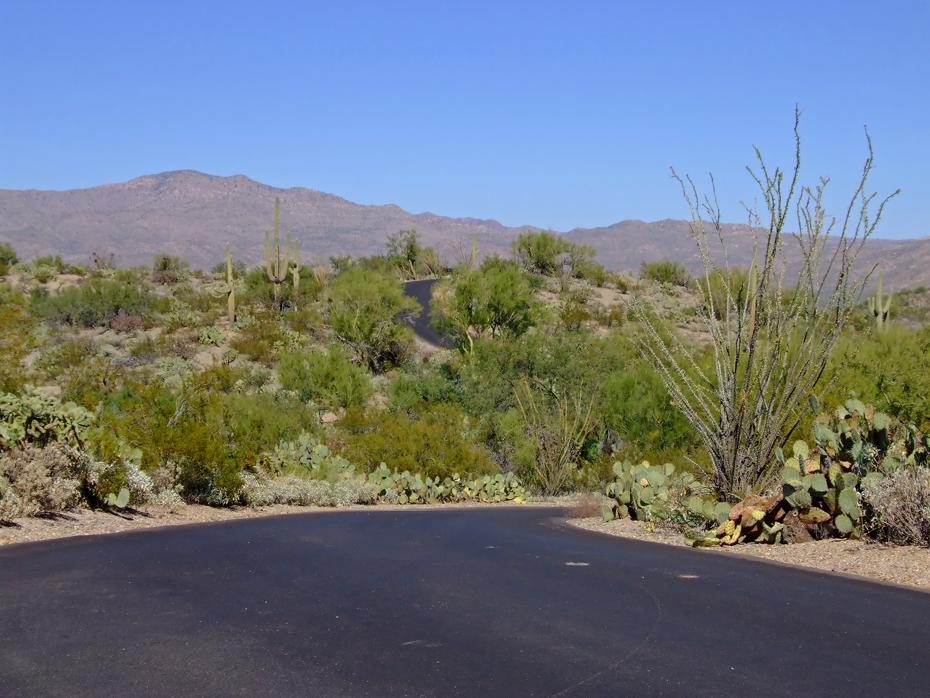 Straße durch den Park, Saguaro NP, AZ
