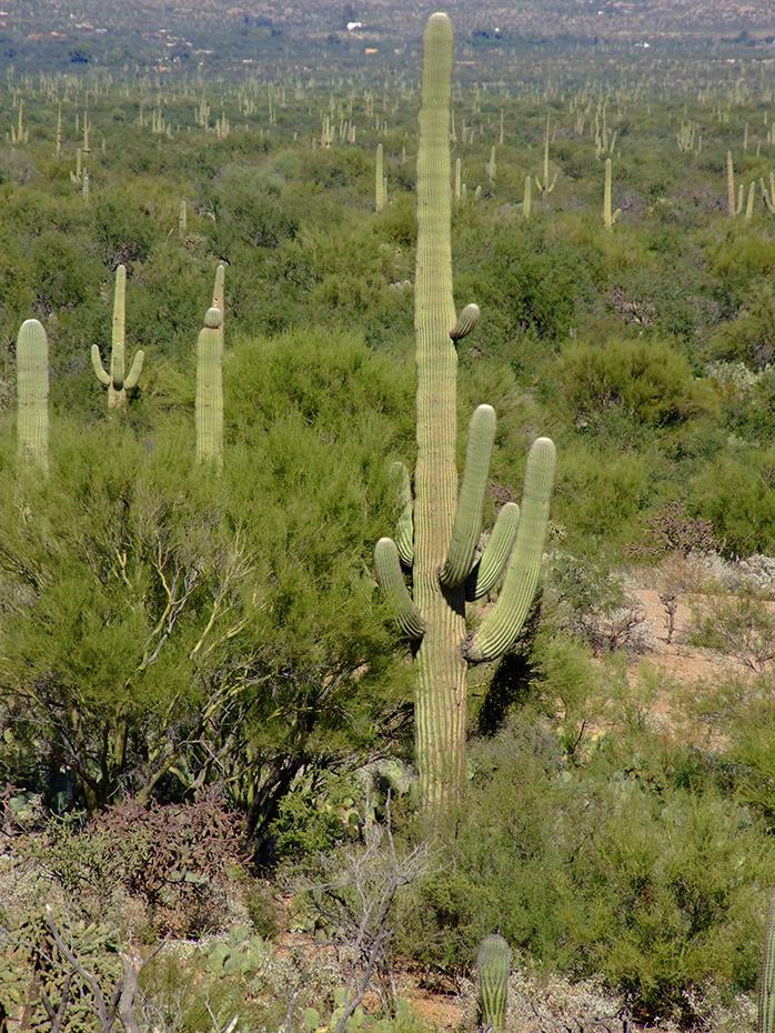 Wieder recht dichter Saguaro Wald, Saguaro NP, AZ