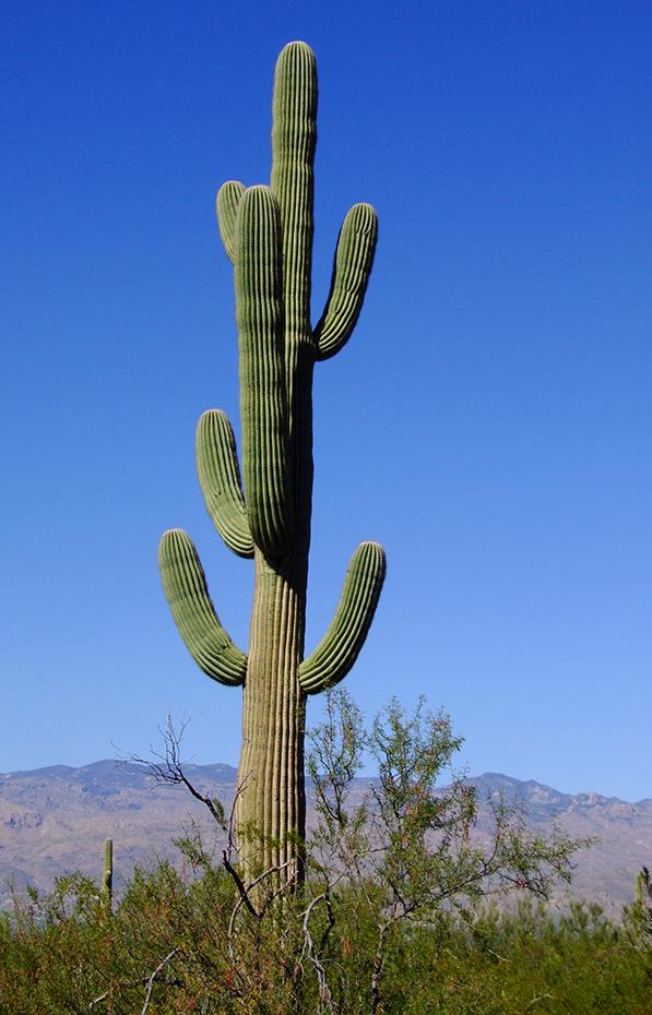 Ein Kaktus wie ein Baum, Saguaro NP, AZ