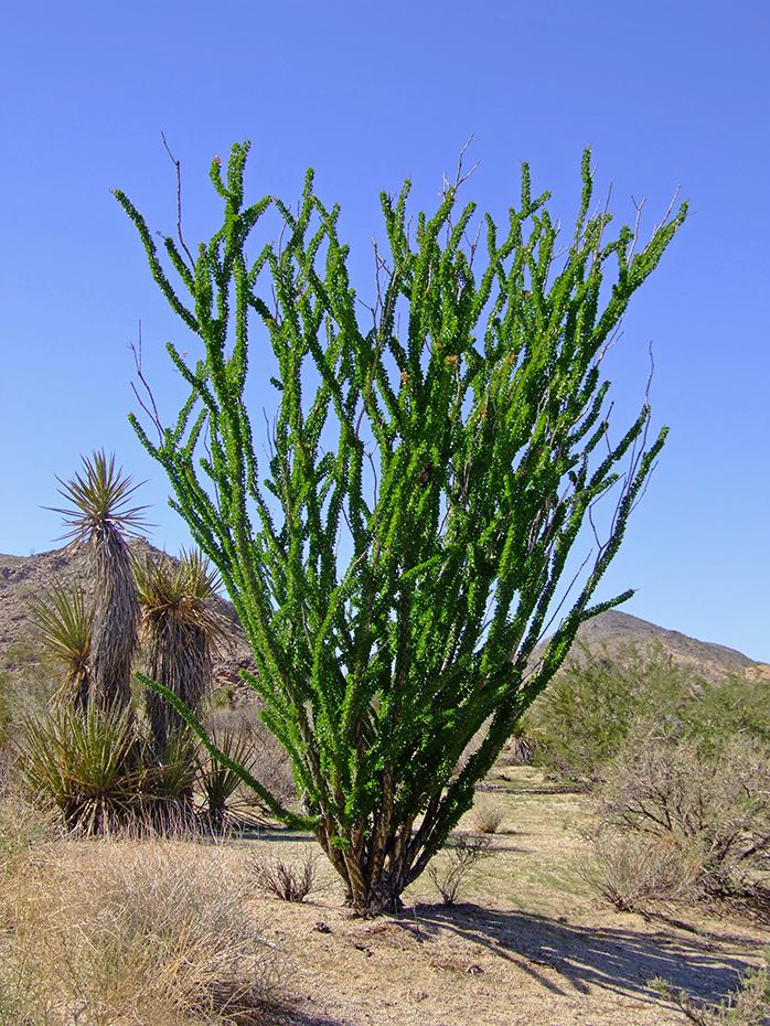 Ocodillo im Joshua Tree NP, CA
