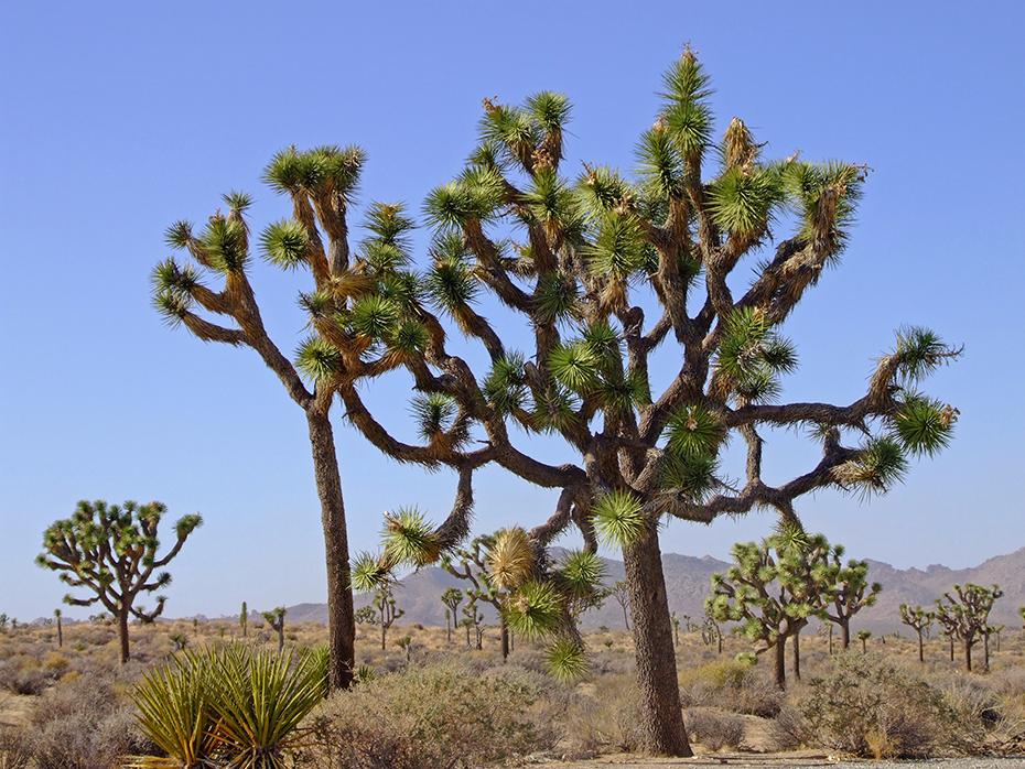 Joshua Trees, Joshua Tree NP, CA