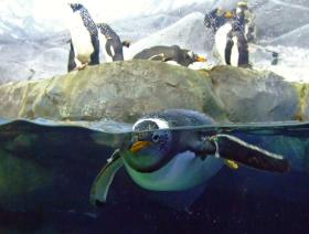 Pinguin im Tenessee Aquarium, Chattanooga, TN