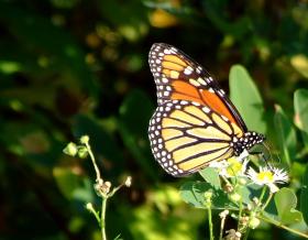 Monarchfalter am Cherohala Skyway, NC