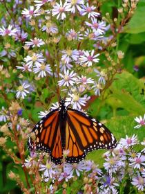 Monarch Falter am Blue Ridge Pkwy, NC