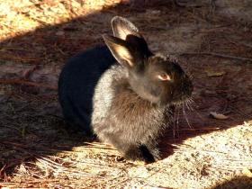 Kaninchen am Campingplatz, Staunton, VA