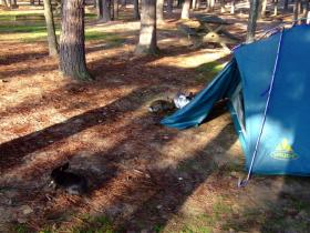 Viele Kaninchen vor (in) meinem Zelt, Staunton, VA