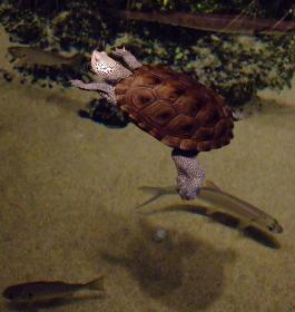 Wasserschildkröte im North Carolina Aquarium, Wilmington, NC