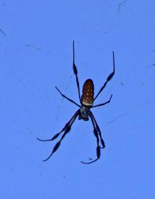 Echt gemein große Spinne im Airlie Garden, Wilmington, NC