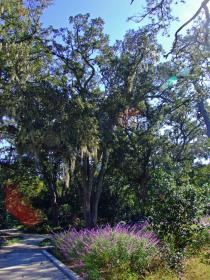 Bäume mit Irischem Moos im Airlie Garden, Wilmington, NC