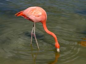 Flamingo im Lion Country Safari Park, West Palm Beach, FL