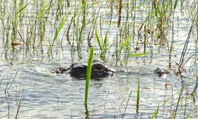 Alligator in den Everglades, FL