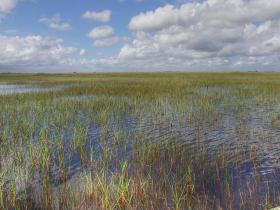 Die Everglades, FL