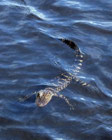 Baby-Alligator, Everglades, FL