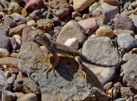 Gecko im Big Bend NP, TX