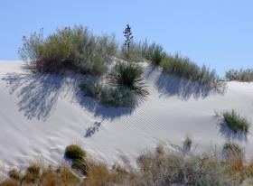 Pflanzen in den Dünen beim Eingang, White Sands NM, NM