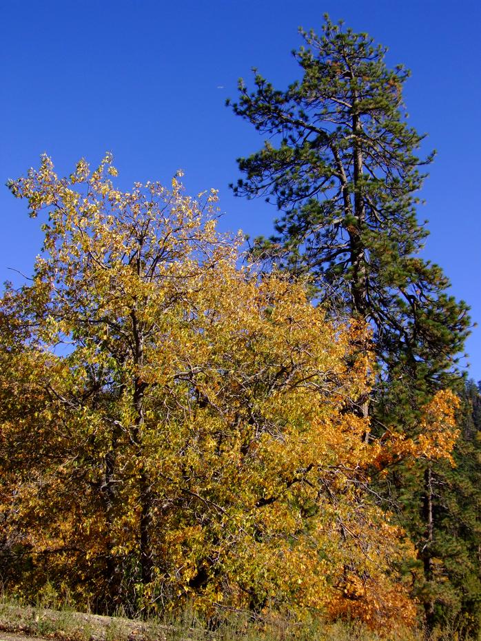 Indian Summer in der Nähe des Bear Lakes, CA