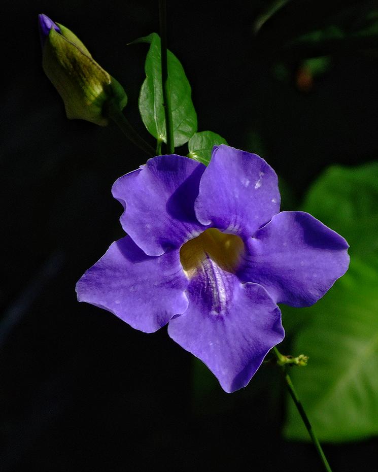 Blume, Denver Botanical Garden, Denver, CO