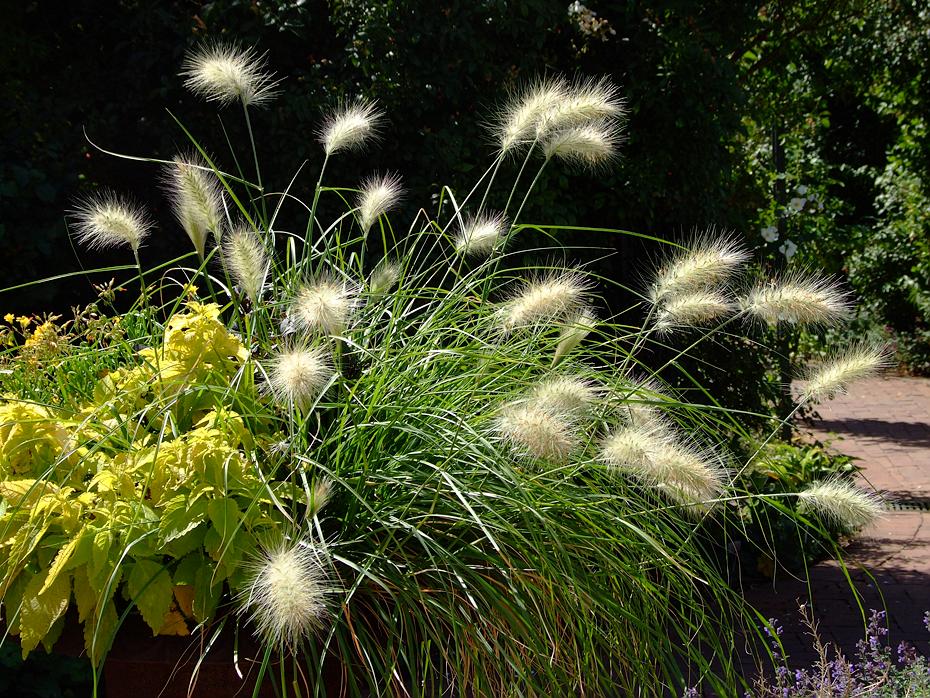'böse' Blumen, Denver Botanical Garden, Denver, CO