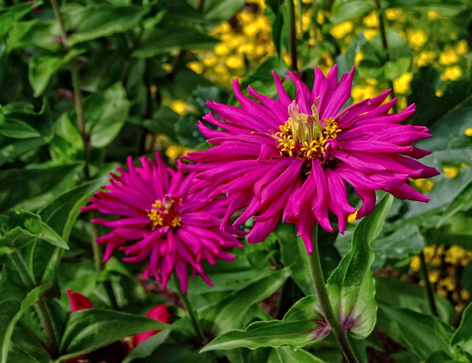 Blumen, Denver Botanical Garden, Denver, CO