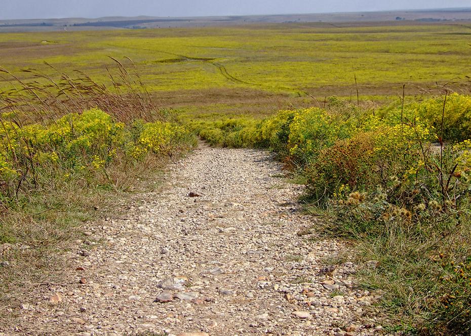 Viel Gras im Tallgrass NPS, KS