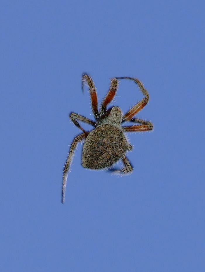 Spinne, Kansas City, KS